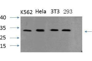 Western Blot analysis of various cells using PYCARD Polyclonal Antibody at dilution of 1:1000. (PYCARD antibody)