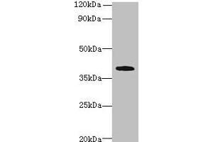 Western blot All lanes: PRPSAP1 antibody at 4 μg/mL + Hela whole cell lysate Secondary Goat polyclonal to rabbit IgG at 1/10000 dilution Predicted band size: 40, 43 kDa Observed band size: 40 kDa (PRPSAP1 antibody  (AA 1-240))