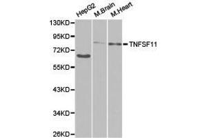 Western Blotting (WB) image for anti-Tumor Necrosis Factor (Ligand) Superfamily, Member 11 (TNFSF11) antibody (ABIN1875141)