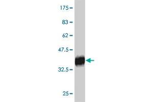 Western Blot detection against Immunogen (34. (RNF186 antibody  (AA 75-150))