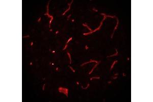 Immunostaining of a cryosection from rat brain. (Caveolin-1 antibody  (AA 1-17))