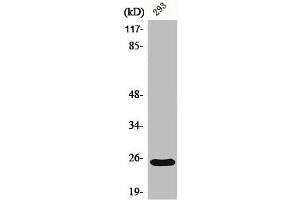 Western Blot analysis of 293 cells using Bak Polyclonal Antibody (BAK1 antibody  (N-Term))