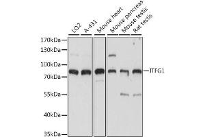 Western blot analysis of extracts of various cell lines, using ITFG1 antibody (ABIN7267919) at 1:1000 dilution. (ITFG1 antibody  (AA 313-612))