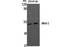 Western Blot analysis of 3T3, HT-29 cells using WNT1 Polyclonal Antibody at dilution of 1:1000. (WNT1 antibody)