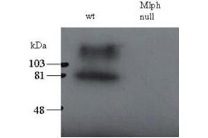 Western Blotting (WB) image for anti-Melanophilin (MLPH) (AA 577-590) antibody (ABIN298544)