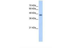 Image no. 2 for anti-Protein O-Fucosyltransferase 2 (POFUT2) (AA 351-400) antibody (ABIN320997) (POFUT2 antibody  (AA 351-400))