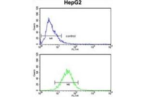 Flow Cytometry (FACS) image for anti-Aminomethyltransferase (AMT) antibody (ABIN3002783) (Aminomethyltransferase antibody)