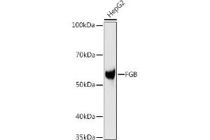 Western blot analysis of extracts of HepG2 cells, using FGB antibody (ABIN3021949, ABIN3021950, ABIN3021951 and ABIN6218213) at 1:1000 dilution. (Fibrinogen beta Chain antibody  (AA 202-491))