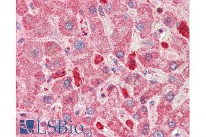 ABIN5539647 (5µg/ml) staining of paraffin embedded Human Liver. (KNG1 antibody  (Internal Region))