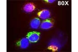 Isolated monocytes were stained with Lysotrack red followed by staining with Rabbit antibody to human myeloperoxidase (MPO): IgG (3µg/ml) for 1 hour at room temperature, washed and  followed by staining with goat anti-rabbit antibody conjugated to Alexa 488 (Green) for 1 hr. (Myeloperoxidase antibody)