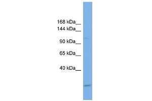 WB Suggested Anti-USP37 Antibody Titration: 0. (USP37 antibody  (Middle Region))