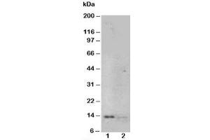 Western blot testing of NGF antibody and Lane 1:  recombinant human protein 10ng;  2: 5ng (Nerve Growth Factor antibody  (N-Term))