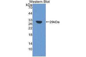 Western Blotting (WB) image for anti-Sirtuin 1 (SIRT1) (AA 238-482) antibody (ABIN1860560)