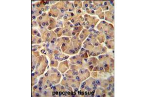 SEL1L antibody immunohistochemistry analysis in formalin fixed and paraffin embedded human pancreas tissue followed by peroxidase conjugation of the secondary antibody and DAB staining. (SEL1L antibody  (AA 156-182))