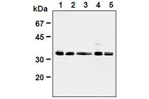 Western Blotting (WB) image for anti-Cyclin-Dependent Kinase 1 (CDK1) (AA 30-57), (AA 42-49) antibody (ABIN1449303)