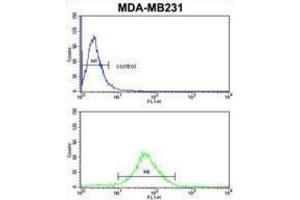 Flow Cytometry (FACS) image for anti-Flavin Containing Monooxygenase 3 (FMO3) antibody (ABIN3002867) (FMO3 antibody)