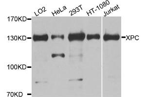 Western blot analysis of extracts of various cell lines, using XPC antibody.