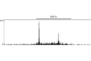 ChIP DNA-Sequencing (ChIP-seq) image for anti-DOT1-Like, Histone H3 Methyltransferase (S. Cerevisiae) (DOT1L) (AA 1000-1050) antibody (ABIN7454698)