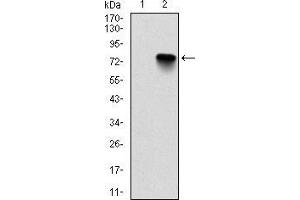 Western blot analysis using BMI1 mAb against HEK293 (1) and BMI1-hIgGFc transfected HEK293 (2) cell lysate. (BMI1 antibody)