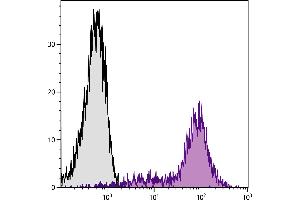 BALB/c mouse splenocytes were stained with Rat Anti-Mouse CD45RB-PE. (CD45RB antibody  (PE))