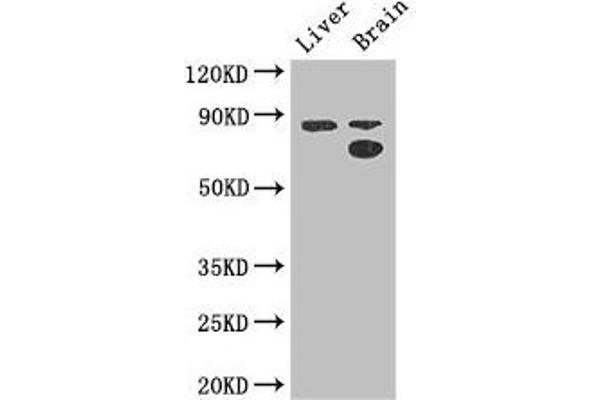 SMURF1 antibody  (AA 198-374)