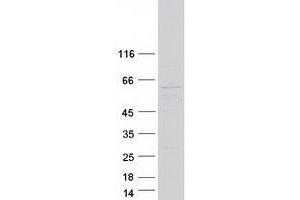 Validation with Western Blot (PRIM2 Protein (Myc-DYKDDDDK Tag))