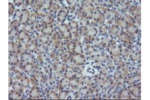 Image no. 2 for anti-Growth Arrest and DNA-Damage-Inducible, gamma (GADD45G) antibody (ABIN1497603) (GADD45G antibody)