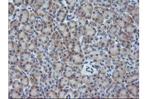 Image no. 2 for anti-Growth Arrest and DNA-Damage-Inducible, gamma (GADD45G) antibody (ABIN1497603)
