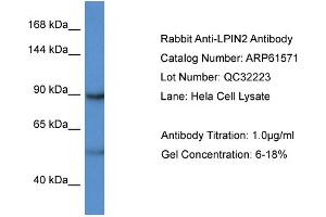 Western Blotting (WB) image for anti-Lipin 2 (LPIN2) (C-Term) antibody (ABIN2788841) (Lipin 2 antibody  (C-Term))