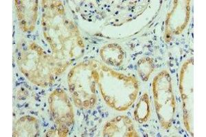 Immunohistochemistry of paraffin-embedded human kidney tissue using ABIN7168307 at dilution of 1:100 (UPF0568 Protein C14orf166 (RTRAF) (AA 1-244) antibody)
