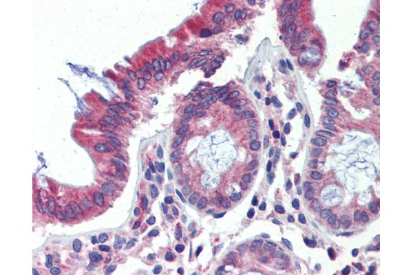 POLDIP3 antibody  (AA 326-375)
