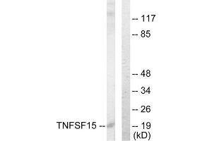 Western Blotting (WB) image for anti-Tumor Necrosis Factor (Ligand) Superfamily, Member 15 (TNFSF15) (C-Term) antibody (ABIN1849057) (TNFSF15 antibody  (C-Term))