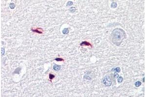 Anti-GLI1 antibody IHC staining of human brain, cortex. (GLI1 antibody  (AA 940-990))