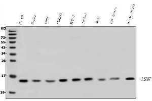 Western blot analysis of LSM7 using anti-LSM7 antibody (ABIN7598937). (LSM7 antibody  (AA 1-103))