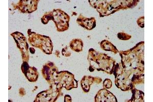 IHC image of ABIN7144635 diluted at 1:400 and staining in paraffin-embedded human placenta tissue performed on a Leica BondTM system.