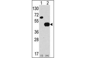 Western blot analysis of APG4B / ATG4B Antibody  in 293 cell line lysates transiently transfected with the ATG4B gene (2ug/lane). (ATG4B antibody  (N-Term))