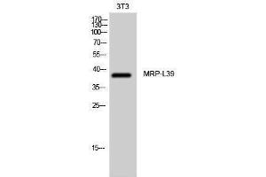 Western Blotting (WB) image for anti-Mitochondrial Ribosomal Protein L39 (MRPL39) (C-Term) antibody (ABIN3176109) (MRPL39 antibody  (C-Term))