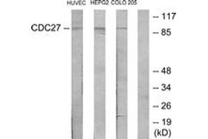 Western Blotting (WB) image for anti-Cell Division Cycle 27 Homolog (S. Cerevisiae) (CDC27) (AA 361-410) antibody (ABIN2889899) (CDC27 antibody  (AA 361-410))