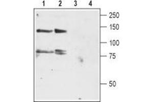 Western blot analysis of rat brain (lanes 1 and 3) and cerebellum (lanes 2 and 4) lysates: - 1,2.