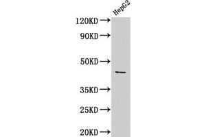 Western Blot Positive WB detected in: HepG2 whole cell lysate All lanes: ACTB antibody at 1:1000 Secondary Goat polyclonal to rabbit IgG at 1/50000 dilution Predicted band size: 42 kDa Observed band size: 42 kDa (beta Actin antibody  (AA 102-375))