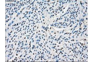 Image no. 5 for anti-P450 (Cytochrome) Oxidoreductase (POR) antibody (ABIN1497744) (POR antibody)