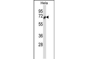 Western blot analysis in Hela cell line lysates (35ug/lane). (Cortactin antibody  (AA 273-302))