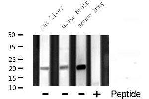 Western blot analysis of Histone 1F0 expression in various lysates
