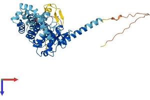 Patatin-Like phospholipase Domain Containing 5 (PNPLA5) (AA 1-429) protein (His tag)