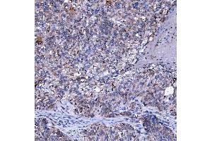 IHC analysis of SUMF2 using anti-SUMF2 antibody (ABIN7600954). (SUMF2 antibody  (AA 26-301))