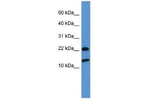 WB Suggested Anti-RPS27A  Antibody Titration: 0.