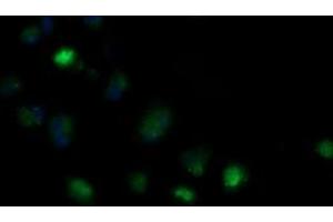 Image no. 2 for anti-Mitochondrial Ribosomal Protein S34 (MRPS34) antibody (ABIN1499567)