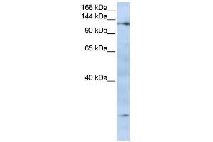 FMNL2 antibody used at 0. (FMNL2 antibody  (N-Term))