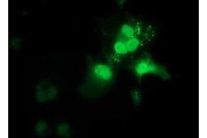 Anti-OTUB2 mouse monoclonal antibody (ABIN2453408) immunofluorescent staining of COS7 cells transiently transfected by pCMV6-ENTRY OTUB2 (RC209650). (OTUB2 antibody)