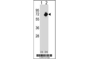 Western blot analysis of NMT2 using rabbit polyclonal NMT2 Antibody using 293 cell lysates (2 ug/lane) either nontransfected (Lane 1) or transiently transfected (Lane 2) with the NMT2 gene.